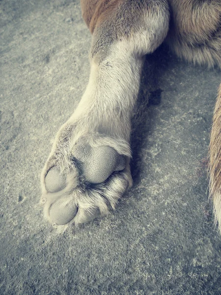 Pé de cão — Fotografia de Stock