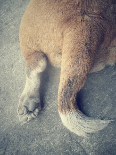 Pé de cão — Fotografia de Stock