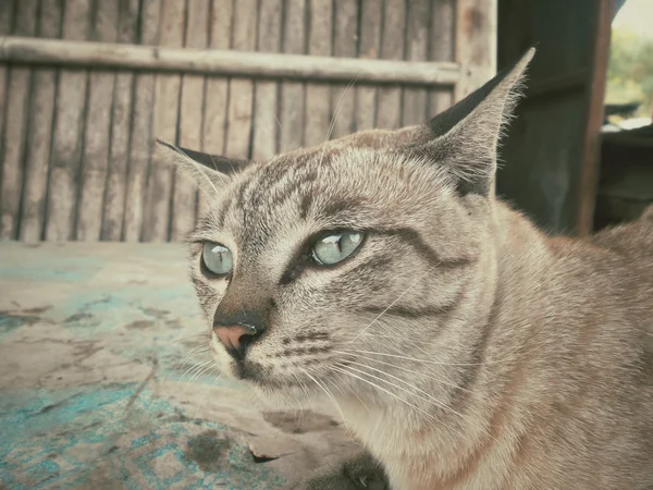 猫看γάτα ψάχνει. — Φωτογραφία Αρχείου