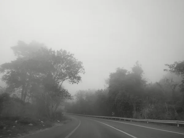 Trees with road — Stock Photo, Image