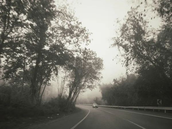 Trees with road — Stock Photo, Image