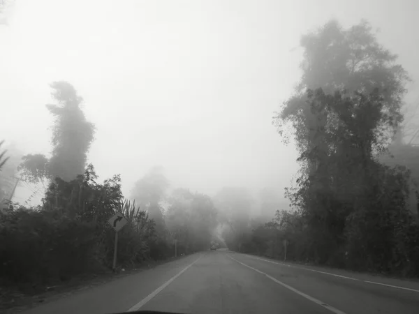 Trees with road — Stock Photo, Image