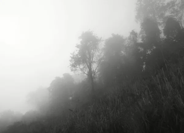 Arbres avec brouillard — Photo