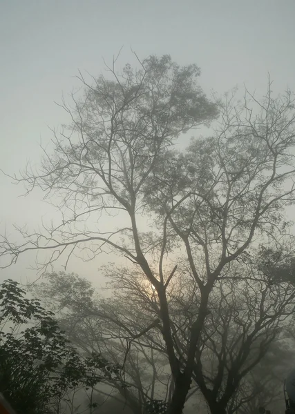 Δέντρα με ομίχλη — Φωτογραφία Αρχείου
