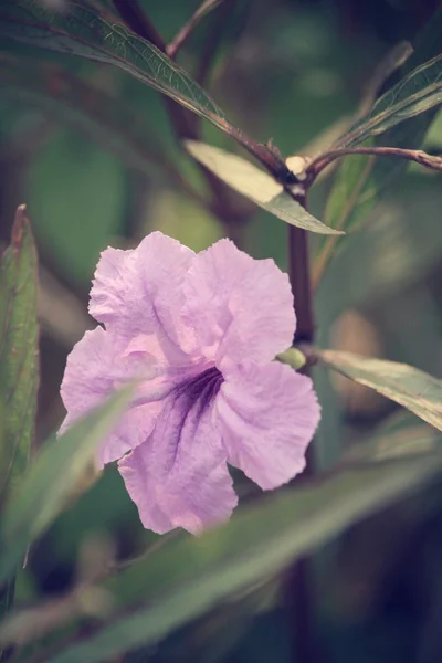 Flor púrpura — Foto de Stock