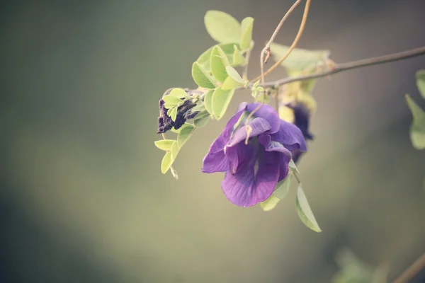 Butterfly pea — Stockfoto