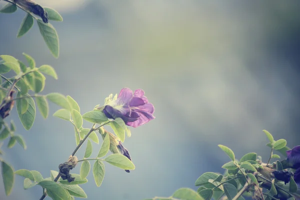 Perhosherne — kuvapankkivalokuva