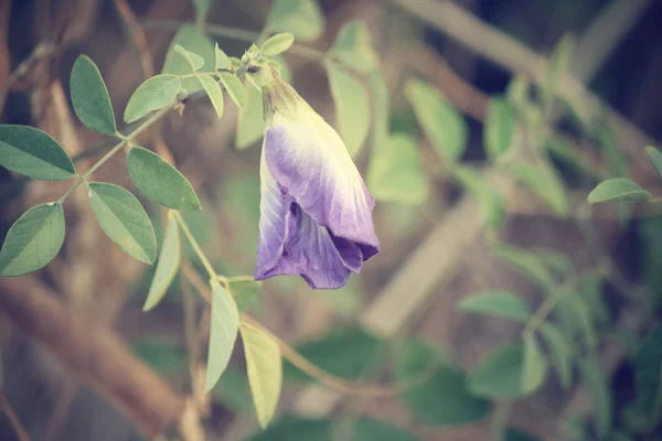 Butterfly pea — Stock fotografie