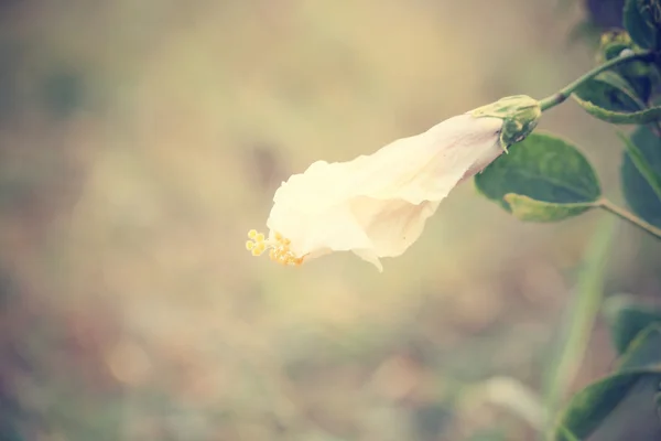 Hibiscus bloem — Stockfoto