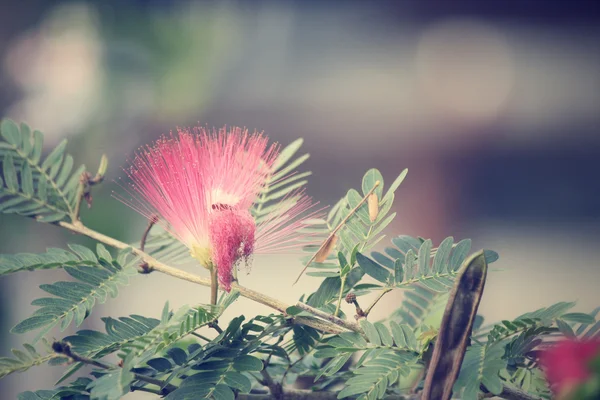 Fleur rouge sur l'arbre — Photo