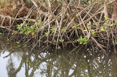 mangrov ağaçlar