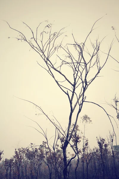 Floresta depois de um incêndio florestal — Fotografia de Stock