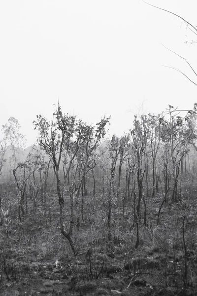 Forêt après un feu de brousse — Photo