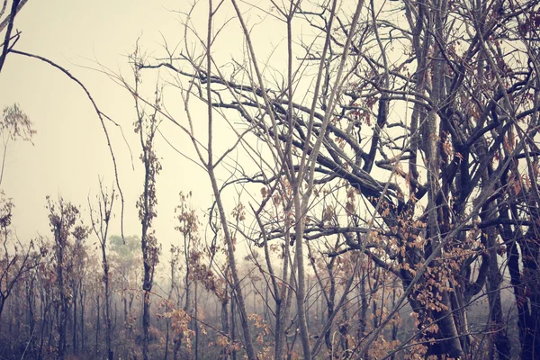 Bir orman yangını sonra orman — Stok fotoğraf