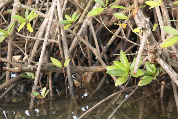 Mangroves — Photo