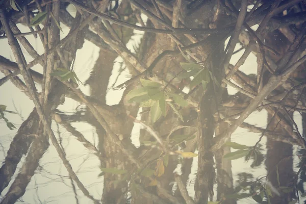 Árboles de manglar — Foto de Stock