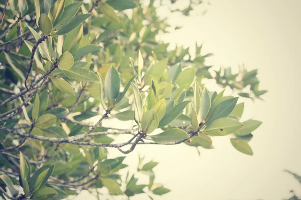 Mangrove fák — Stock Fotó