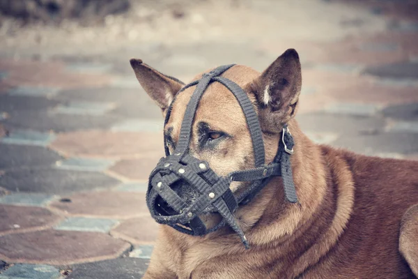 Dog wearing a muzzle — Stock Photo, Image