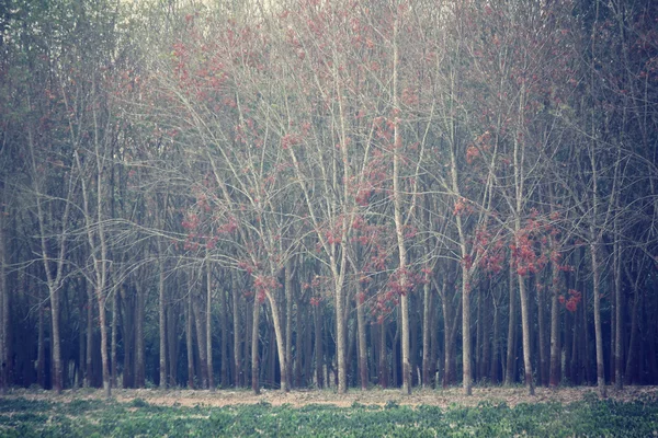 Forêt d'automne — Photo