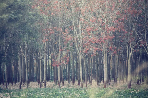 秋の森 — ストック写真