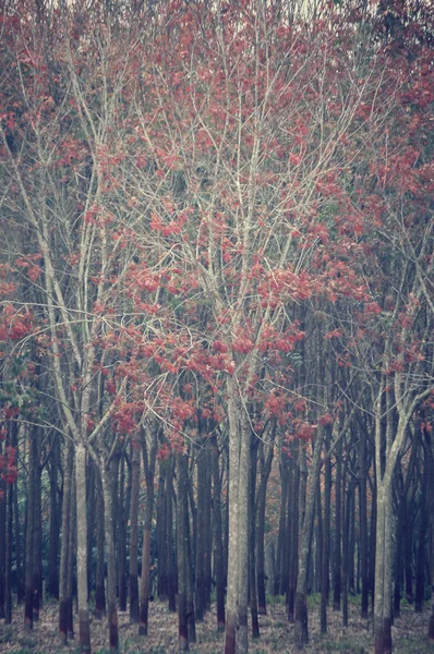 Bosque de otoño — Foto de Stock