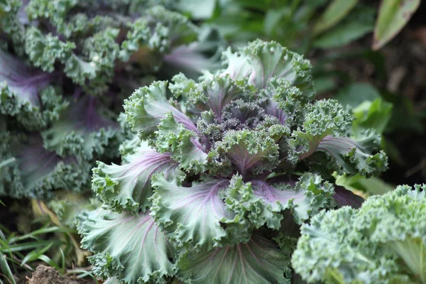 Purple ornamental cabbage — Stock Photo, Image