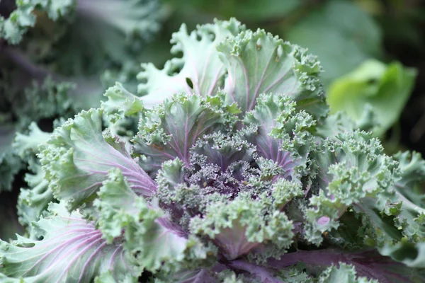 Purple ornamental cabbage — Stock Photo, Image