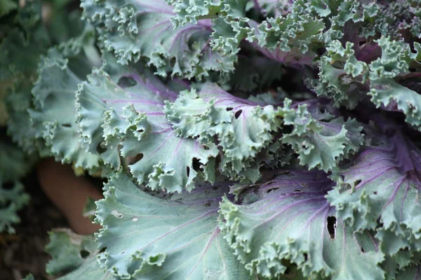 Purple ornamental cabbage — Stock Photo, Image