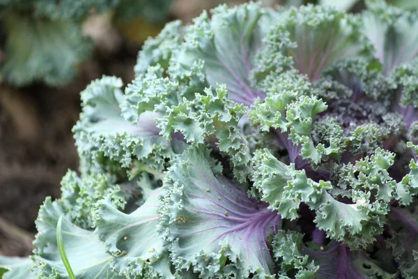 Purple ornamental cabbage — Stock Photo, Image