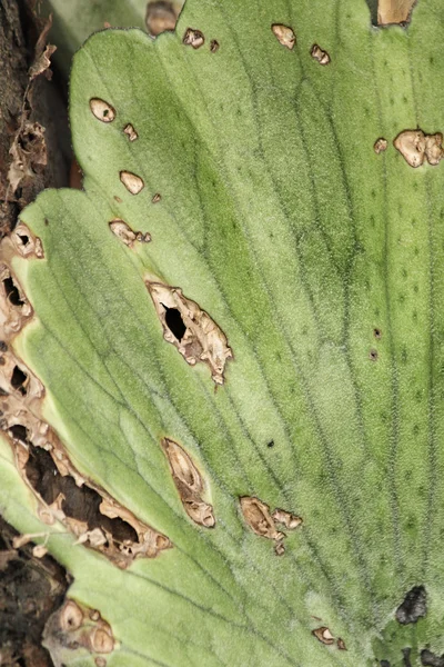 Varkensblad — Stockfoto