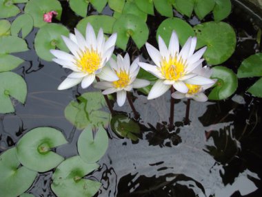 Lotus çiçekleri