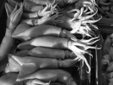 Fresh squid