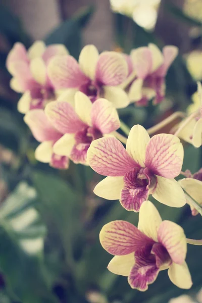 Vintage orchid flowers — Stock Photo, Image