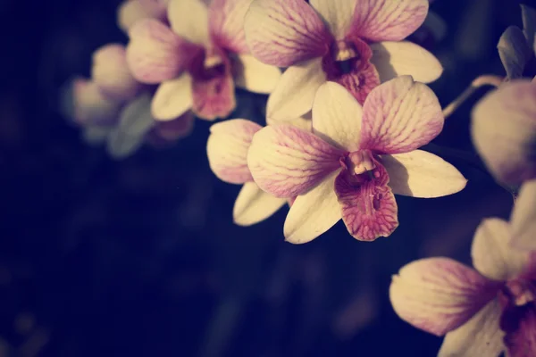 Vintage orkidé blommor — Stockfoto