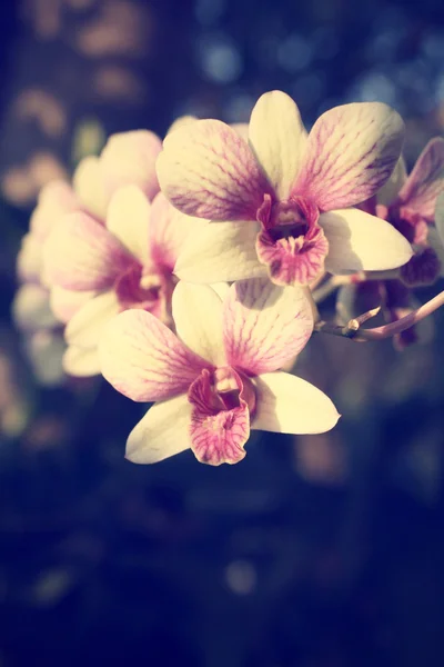 Ročník orchidej květiny — Stock fotografie