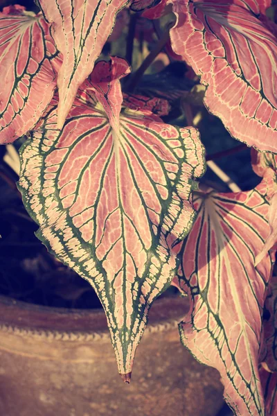 Vintage leaves — Stock Photo, Image