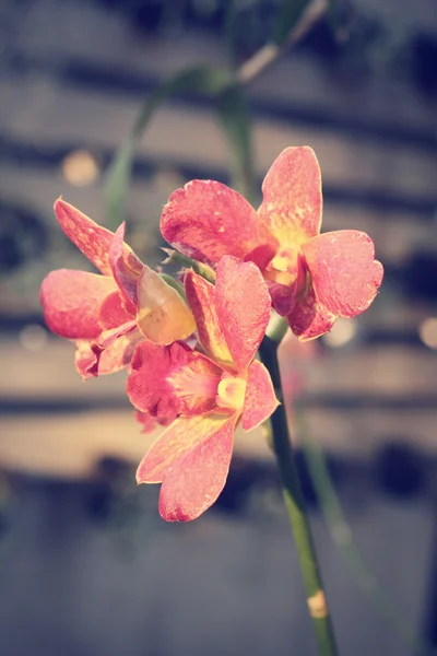 Fiori di orchidea vintage — Foto Stock