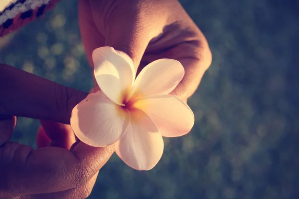 Fleur Frangipani blanche — Photo