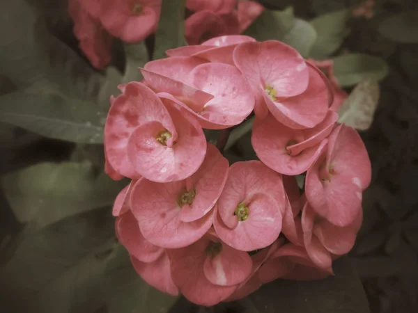 Euphorbia milii - red flower — Stock Photo, Image