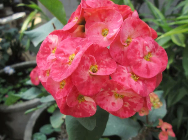 Euphorbia milii - flor vermelha — Fotografia de Stock