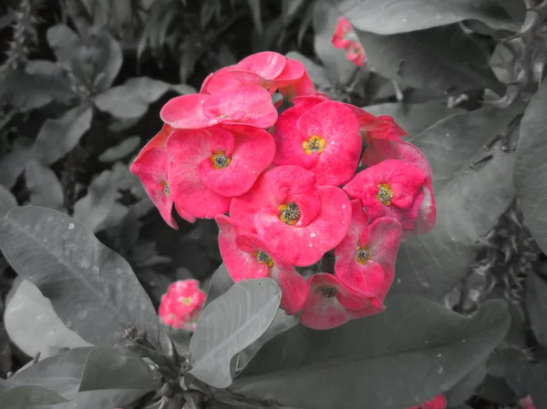Euphorbia milii - красный цветок — стоковое фото