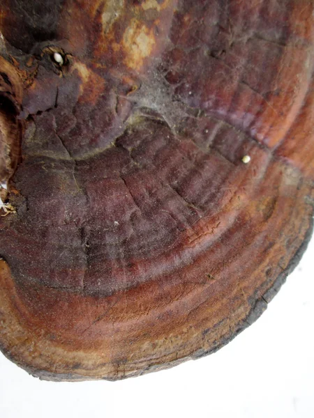 Ganoderma Lucidum - Seta Ling Zhi . —  Fotos de Stock