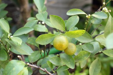 ağaç üzerinde turuncu meyveler