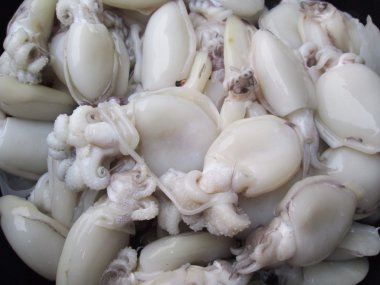 Fresh squid
