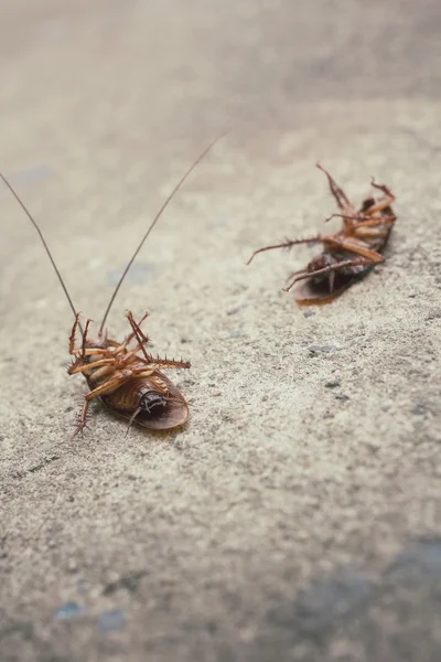 Cucaracha — Foto de Stock