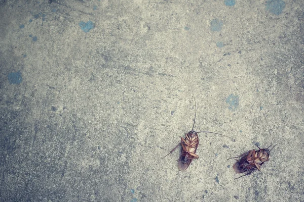 Cockroach — Stock Photo, Image