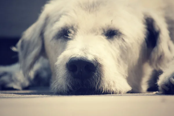 Primer plano de perro mirando - centrarse en la nariz —  Fotos de Stock