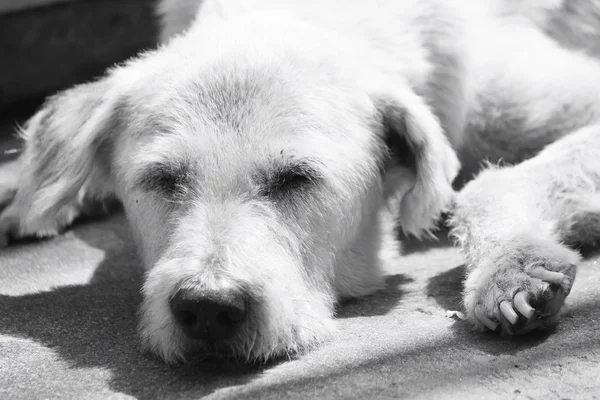 Hund söker — Stockfoto