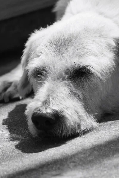 Hund söker — Stockfoto