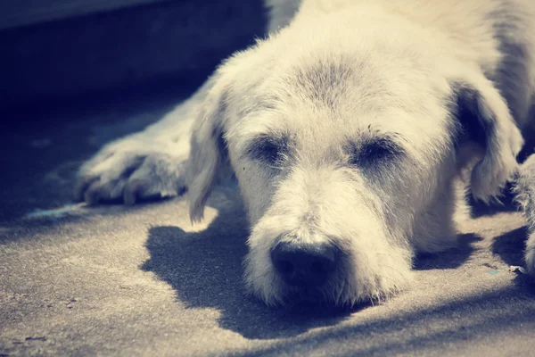 Hund söker — Stockfoto